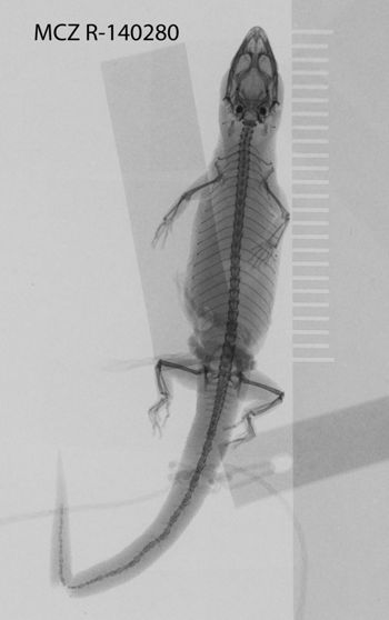 Media type: image; Herpetology R-140280